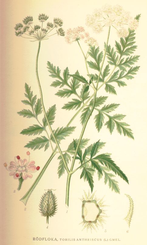 Torilis anthriscus
