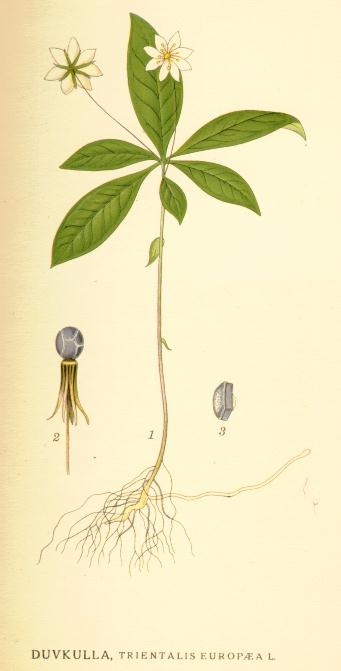 Trientalis europaea