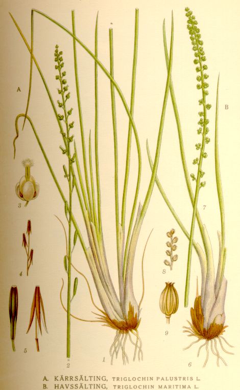 Triglochin palustris