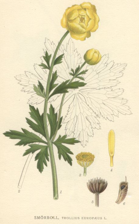Trollius europaeus