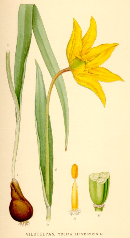 Tulipa silvestris