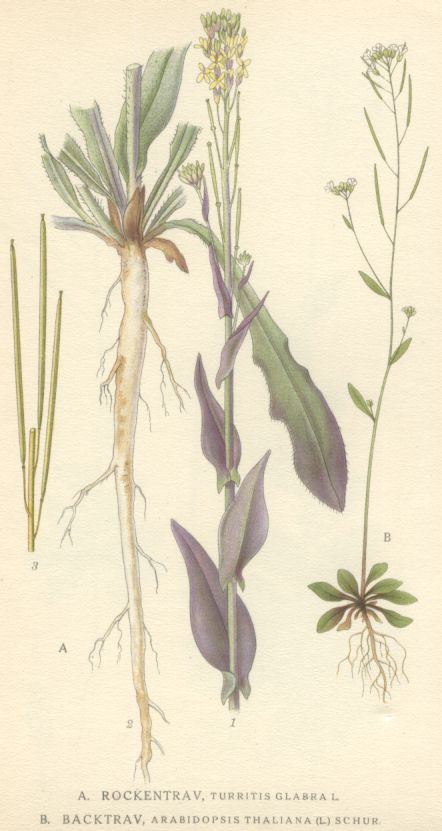 Turritis glabra