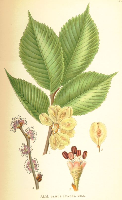 Ulmus scabra