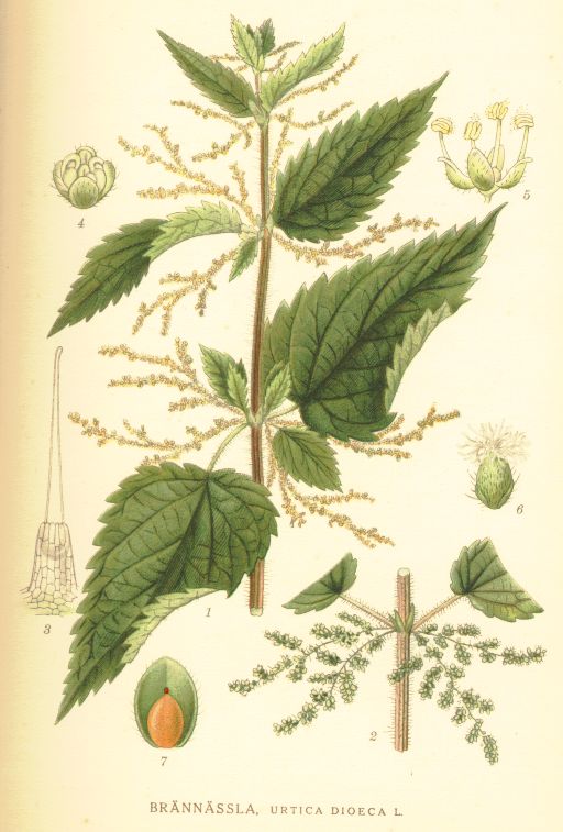 Urtica dioeca