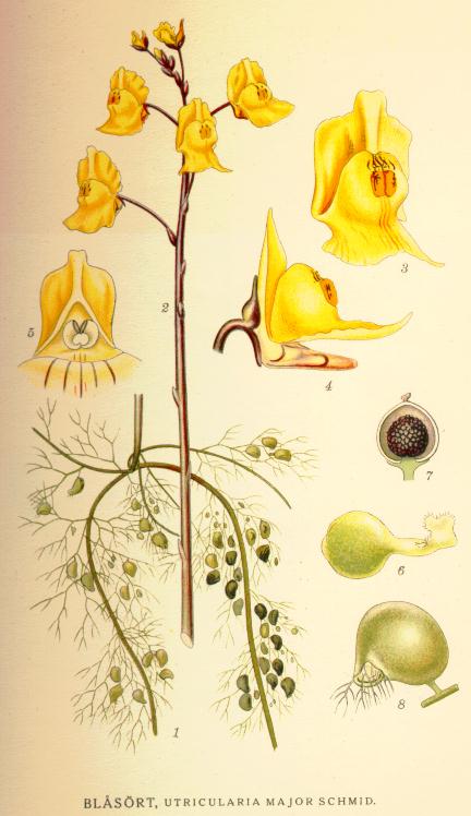 Utricularia major