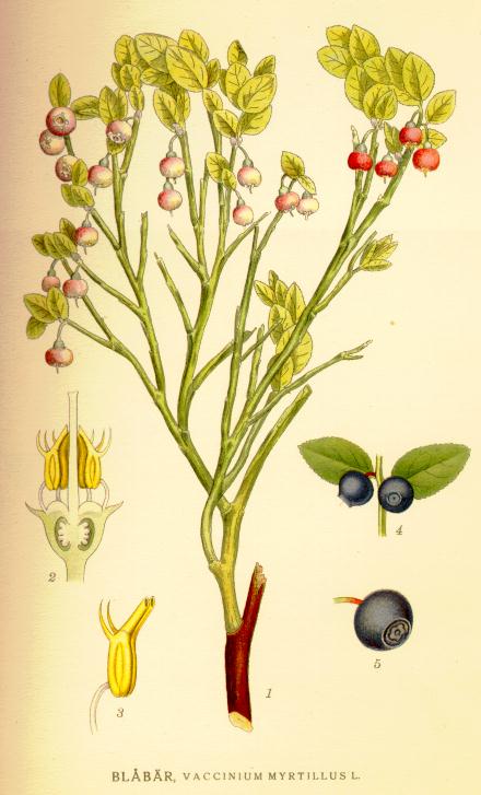 Vaccinium_myrtillus