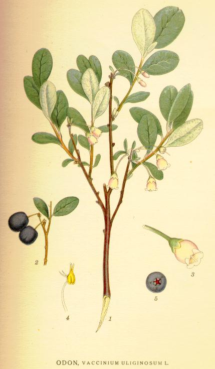 Vaccinium uliginosum