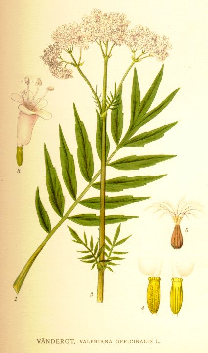 Valeriana officinalis