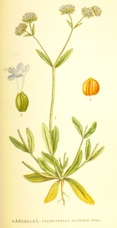 Valerianella olitoria
