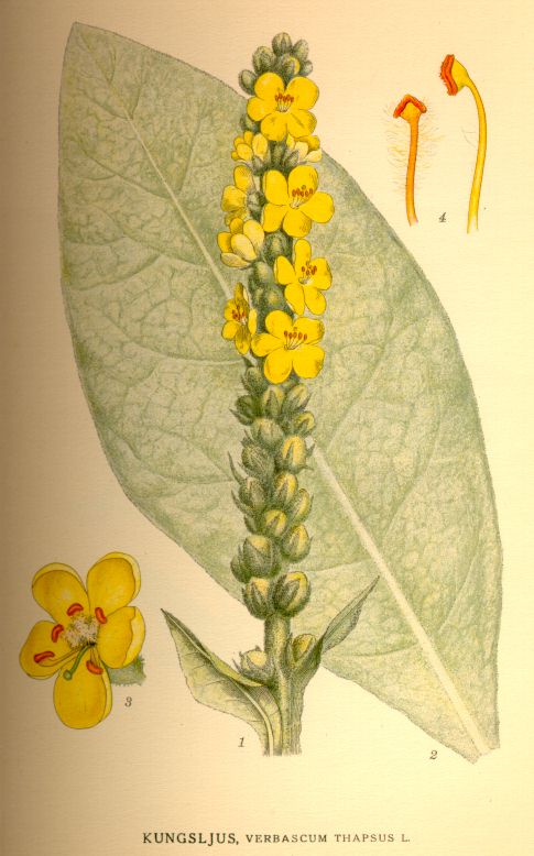 Verbascum_thapsus