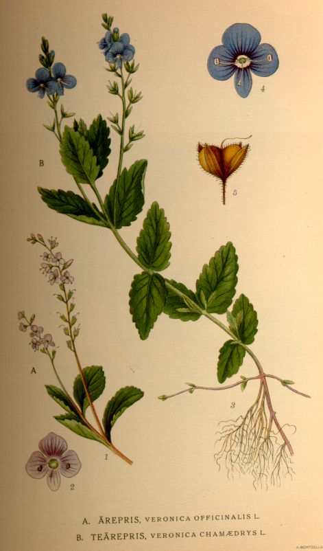 Veronica chamaedrys