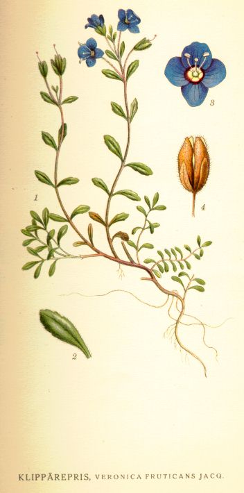Veronica fruticans