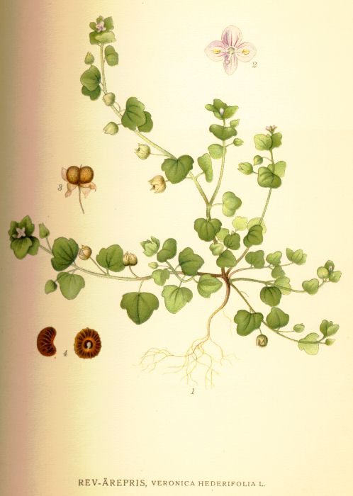 Veronica hederifolia