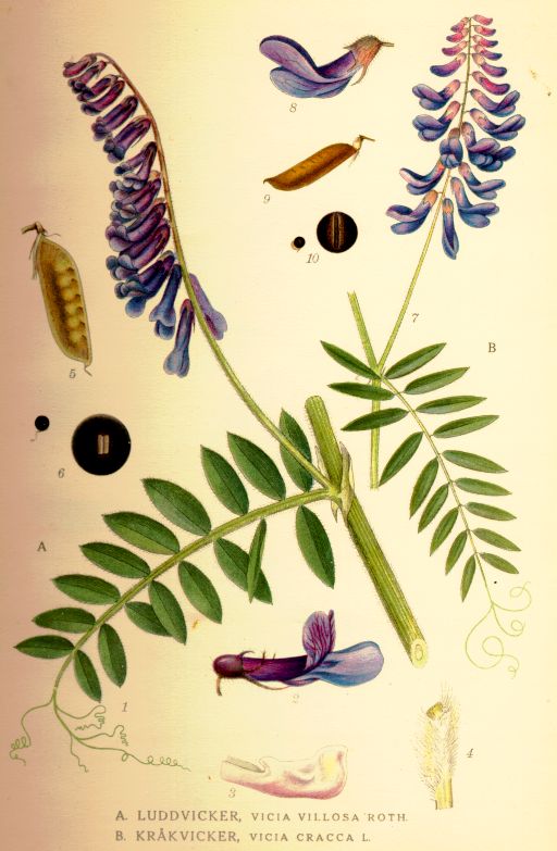 Vicia cracca