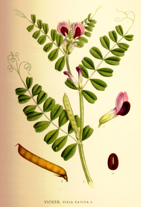Vicia sativa