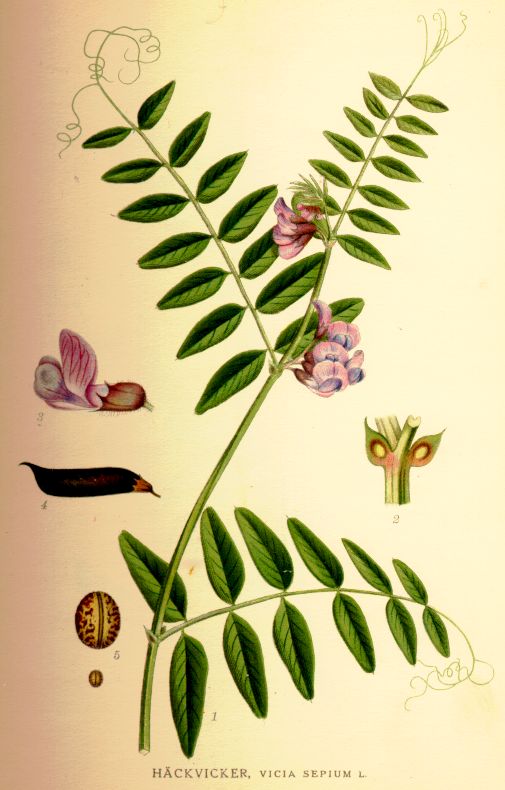 Vicia sepium