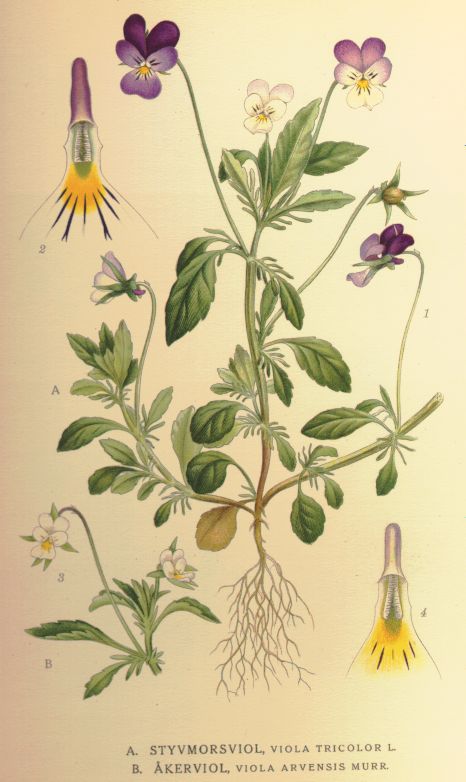 Viola arvensis