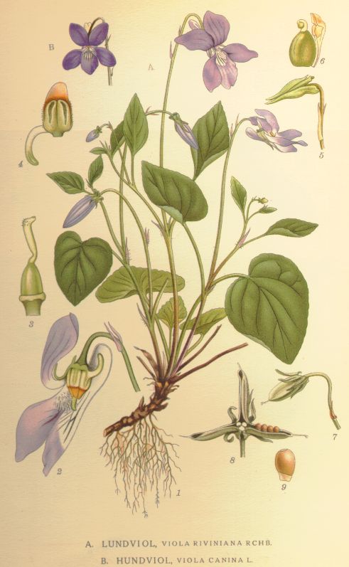 Viola canina