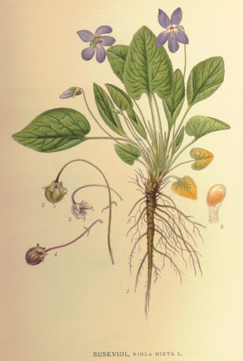 Viola hirta