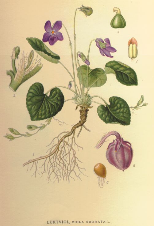 Viola odorata