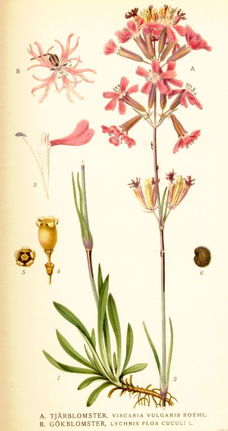 Viscaria vulgaris