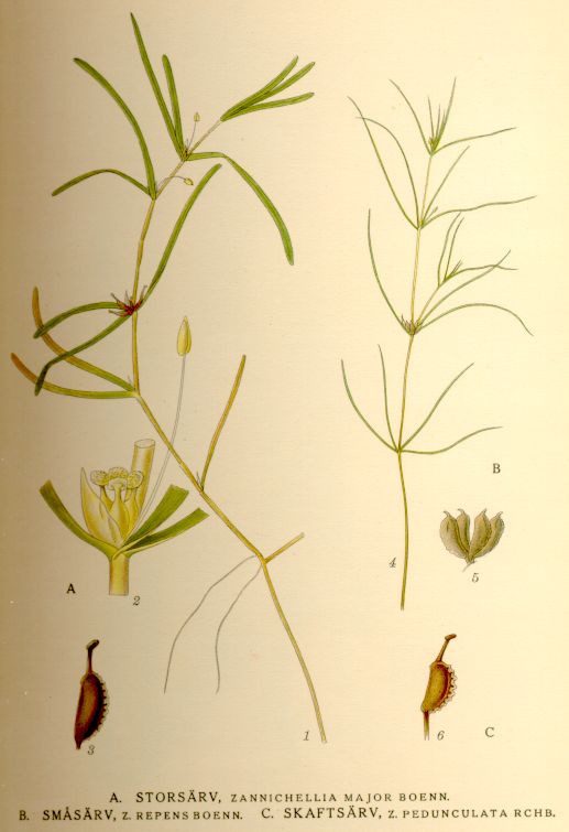 Zannichellia pedunculata