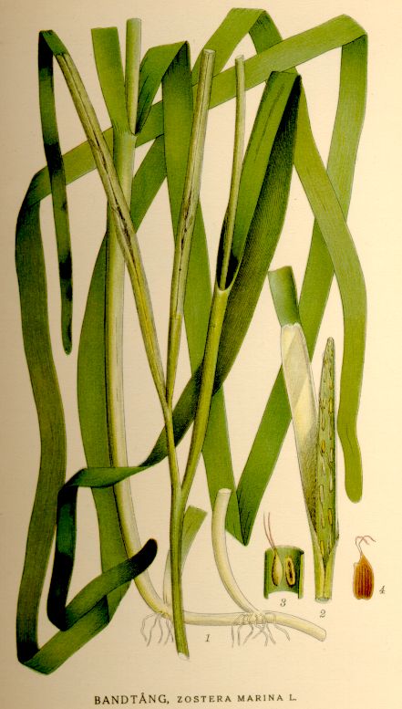 Zostera marina