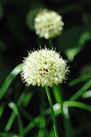 Fleur d'ail des ours. Cliquer pour agrandir l'image dans Adobe Stock (nouvel onglet).