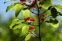 Baies de nerprun bourdaine. Cliquer pour agrandir l'image dans Adobe Stock (nouvel onglet).