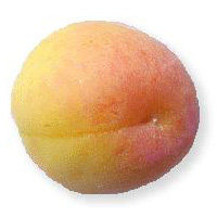 Abricotier commun. Fruit.