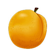 Abricotier commun. Dessin fruit.