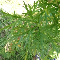 Aconit napel. Feuilles.