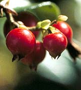 Airelle rouge. Fruit en gros plan.