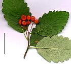 Alisier blanc. Fruit.
