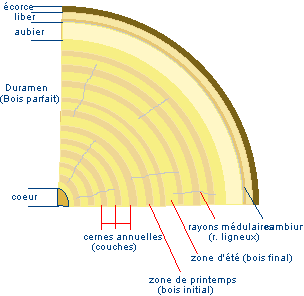 Coupe schématique transversale.