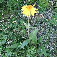Arnica des montagnes. Plante.