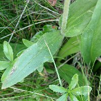 Arnica des montagnes. Feuille.