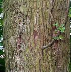 Aubépine monogyne. Ecorce.