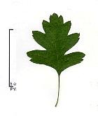 Aubépine monogyne. Feuille.