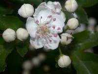 Aubépine monogyne. Fleur.