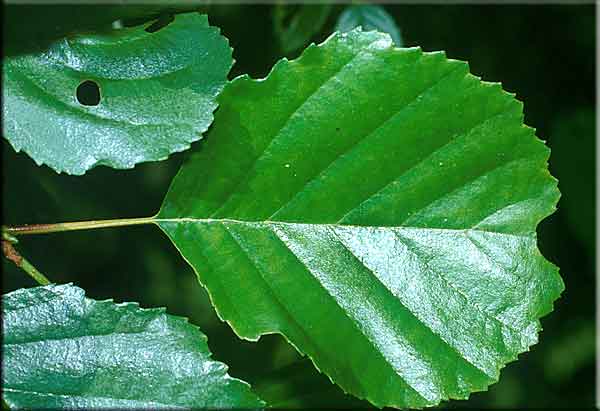 Aulne glutineux. Feuille.