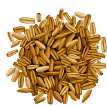 Avoine cultivée. Dessin grains.