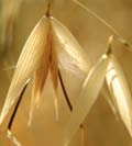 Avoine cultivée. Grain.