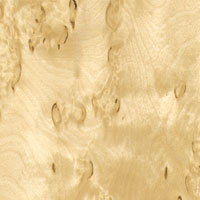 Loupe de bouleau blanc