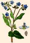 Bourrache officinale.
