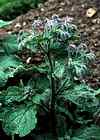 Bourrache officinale.