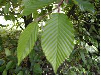 Charme commun. Feuilles.