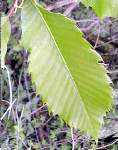 Châtaignier commun. Feuille.