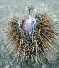 Châtaignier commun. Fruit.