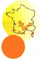 Châtaignier commun.